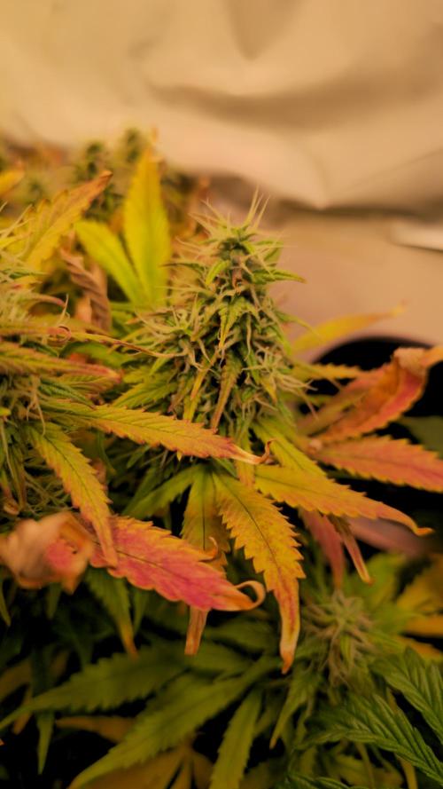 AutoflowerWorldCupBeingThereIsEverything. Week 11