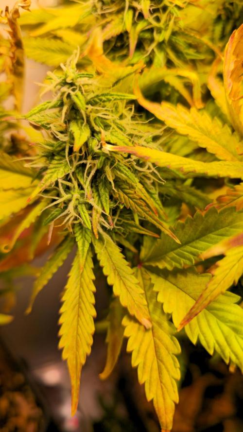 AutoflowerWorldCupBeingThereIsEverything. Week 11