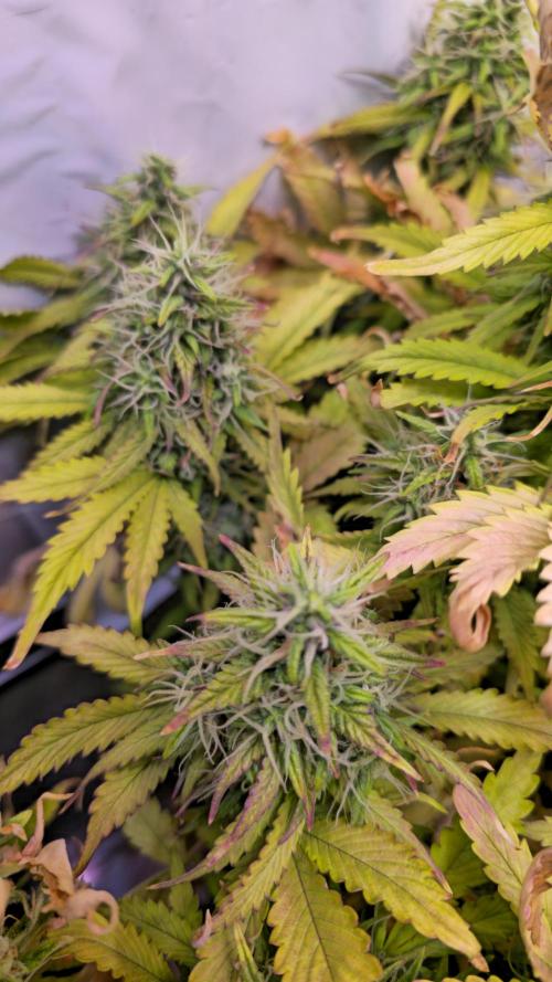 AutoflowerWorldCupBeingThereIsEverything. Week 11