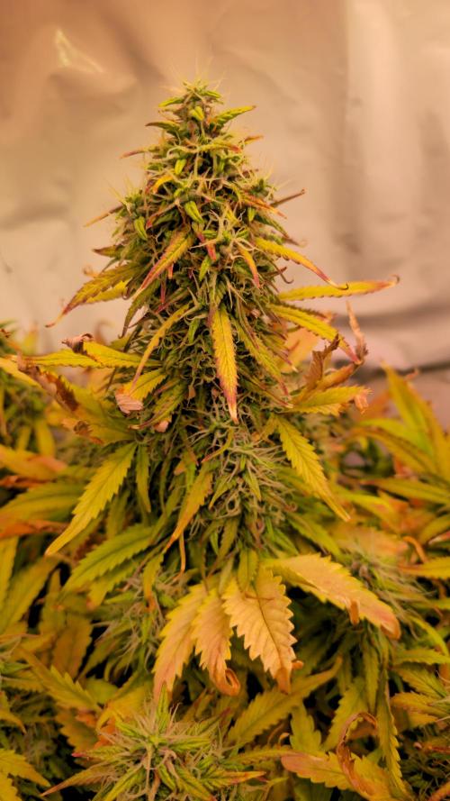 AutoflowerWorldCupBeingThereIsEverything. Week 11