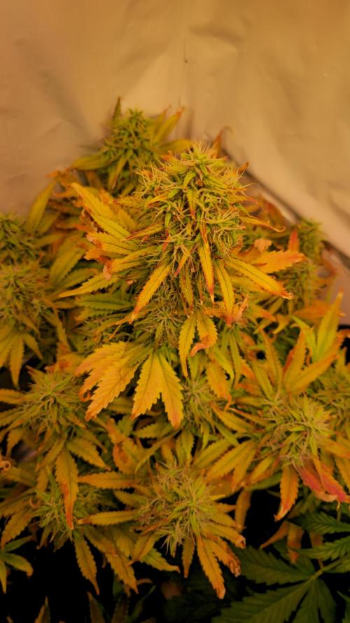 AutoflowerWorldCupBeingThereIsEverything. Week 11