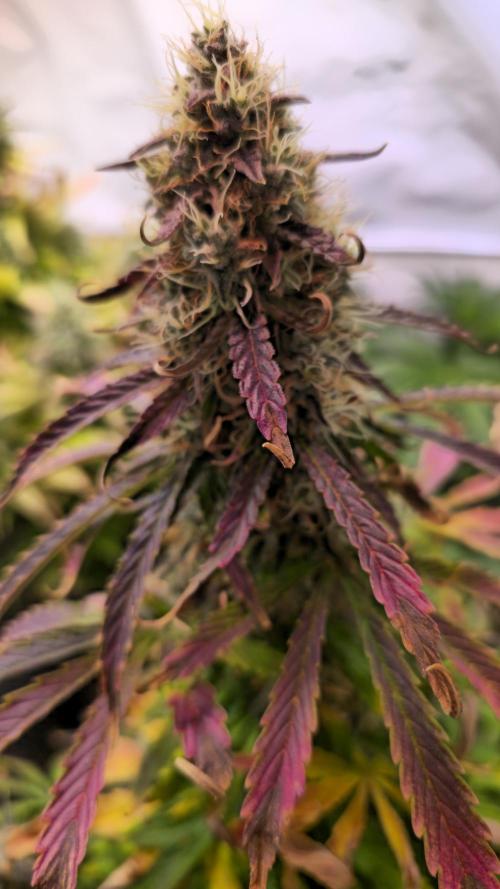 AutoflowerWorldCupBeingThereIsEverything. Week 11