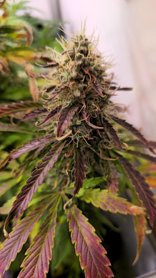 AutoflowerWorldCupBeingThereIsEverything. Week 11