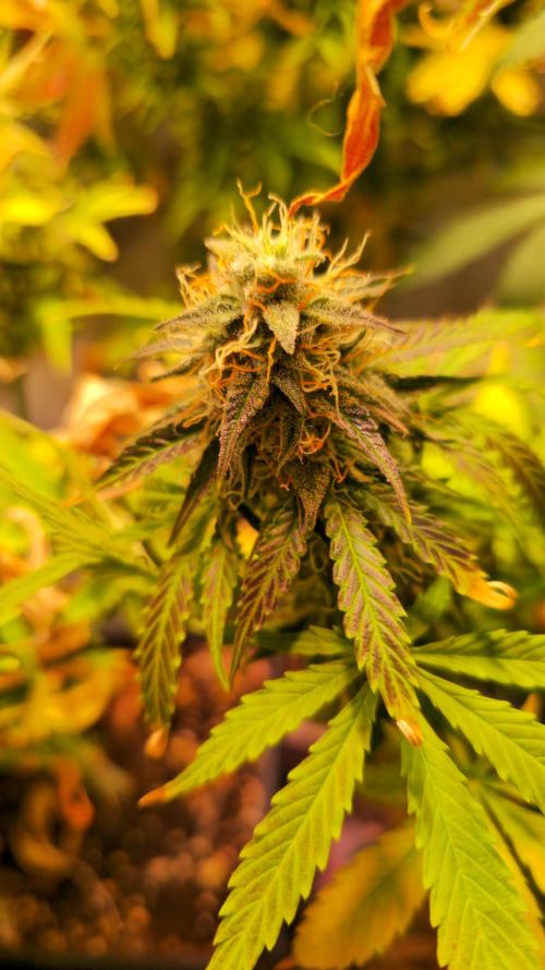 AutoflowerWorldCupBeingThereIsEverything. Week 11