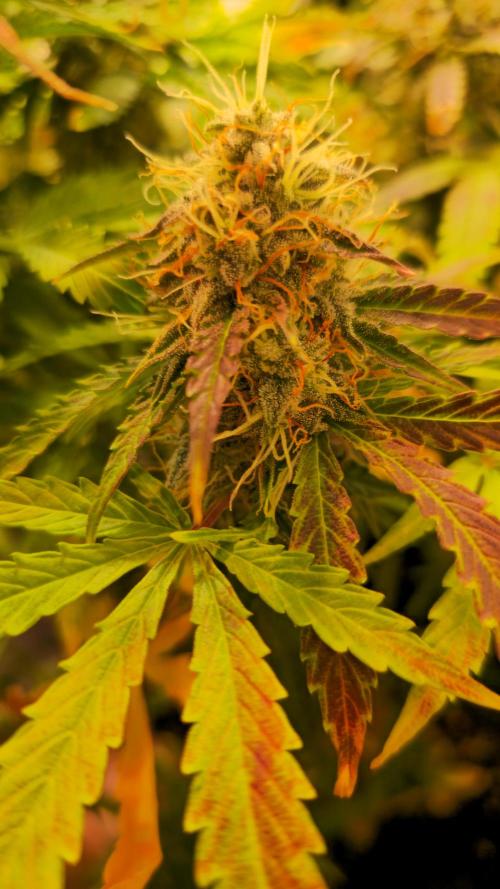 AutoflowerWorldCupBeingThereIsEverything. Week 11