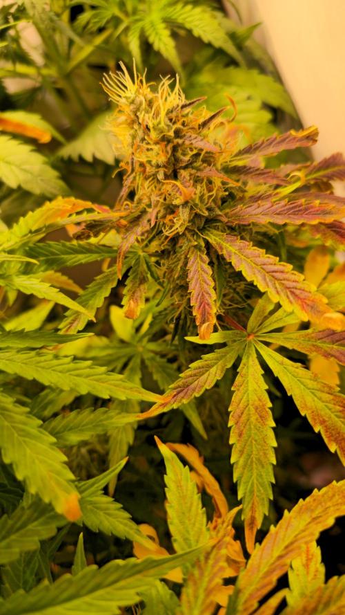 AutoflowerWorldCupBeingThereIsEverything. Week 11