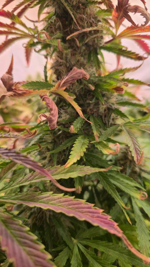 AutoflowerWorldCupBeingThereIsEverything. Week 11