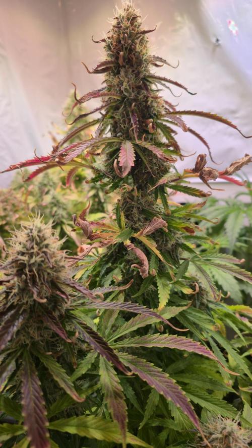 AutoflowerWorldCupBeingThereIsEverything. Week 11