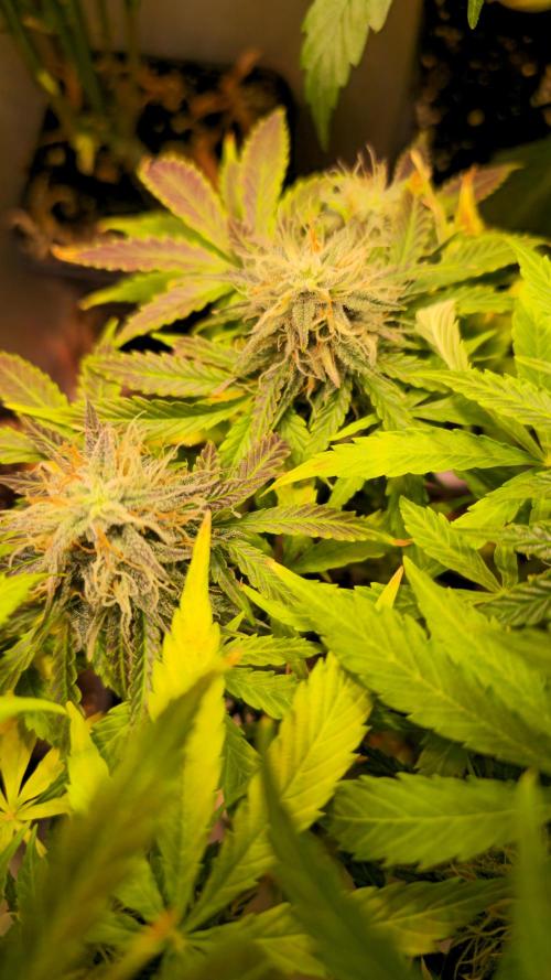 AutoflowerWorldCupBeingThereIsEverything. Week 11
