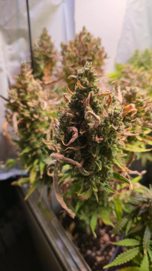 AutoflowerWorldCupBeingThereIsEverything. Week 11