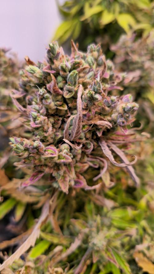 AutoflowerWorldCupBeingThereIsEverything. Week 11