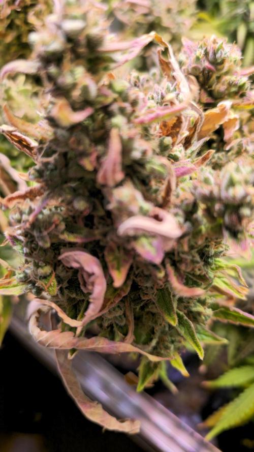 AutoflowerWorldCupBeingThereIsEverything. Week 11