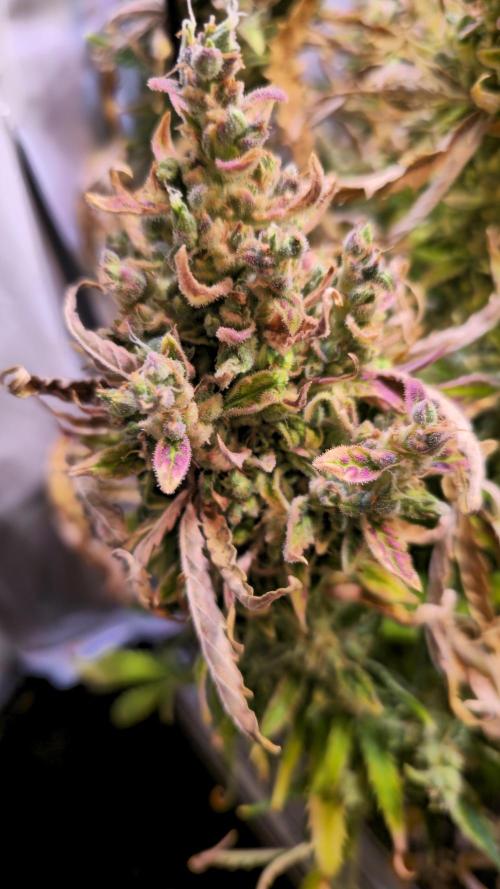 AutoflowerWorldCupBeingThereIsEverything. Week 11