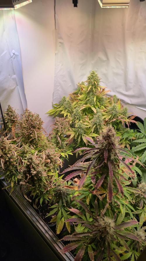 AutoflowerWorldCupBeingThereIsEverything. Week 11
