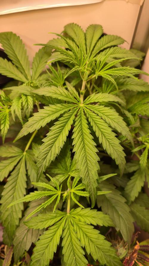 Violett Face Auto. Week 3