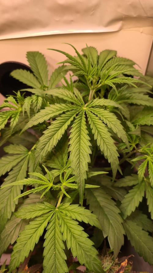 Violett Face Auto. Week 3