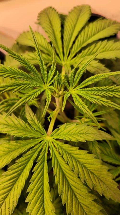 Violett Face Auto. Week 3