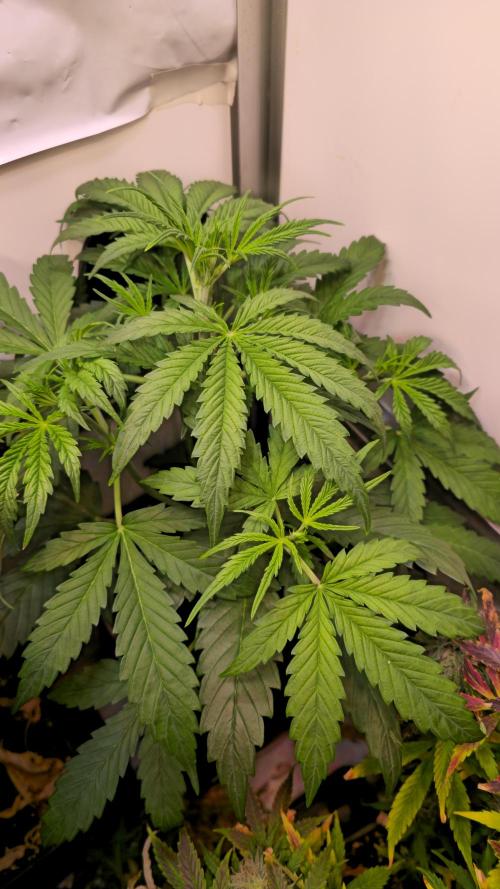 Violett Face Auto. Week 3