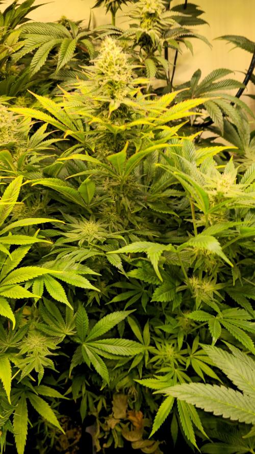 Lemon Mandarin #2. Week 11
