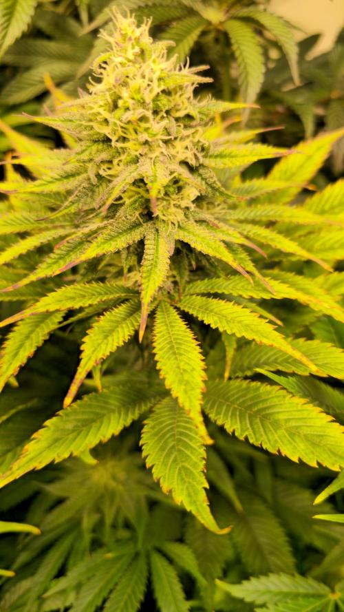 Lemon Mandarin #2. Week 11