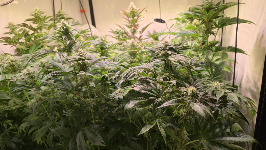 Strawberry Cola Sherbet. Week 11