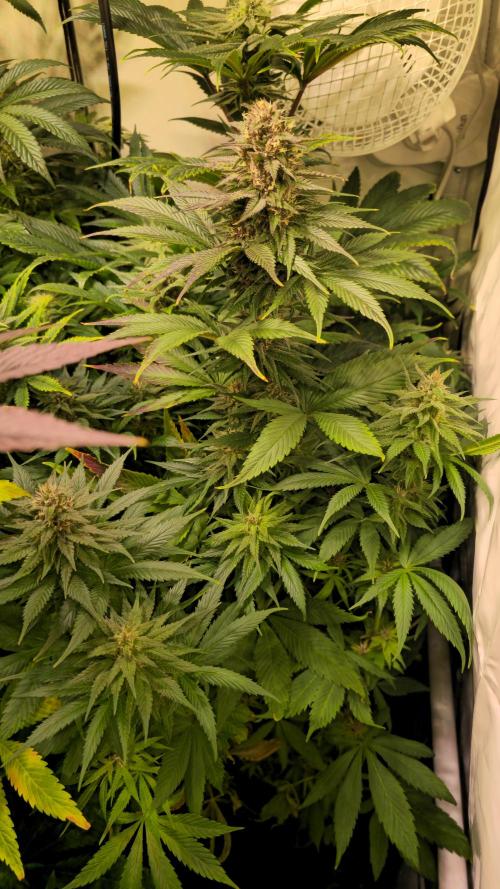 Strawberry Cola Sherbet. Week 11