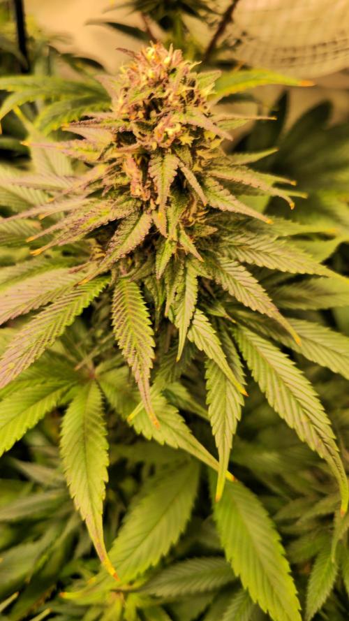 Strawberry Cola Sherbet. Week 11