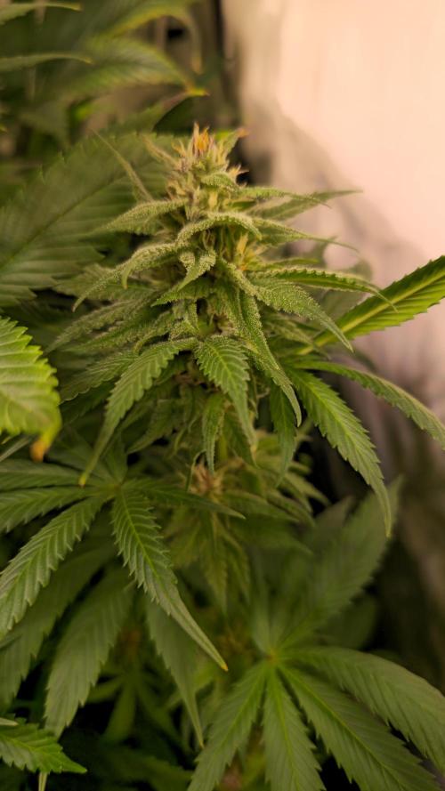 Strawberry Cola Sherbet. Week 11