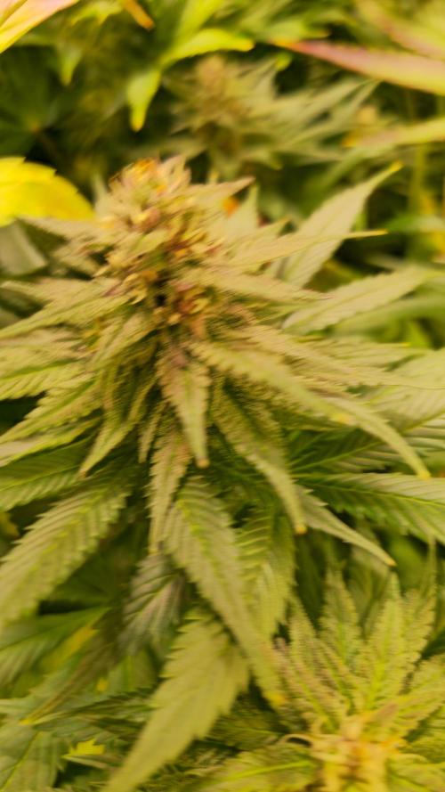 Strawberry Cola Sherbet. Week 11