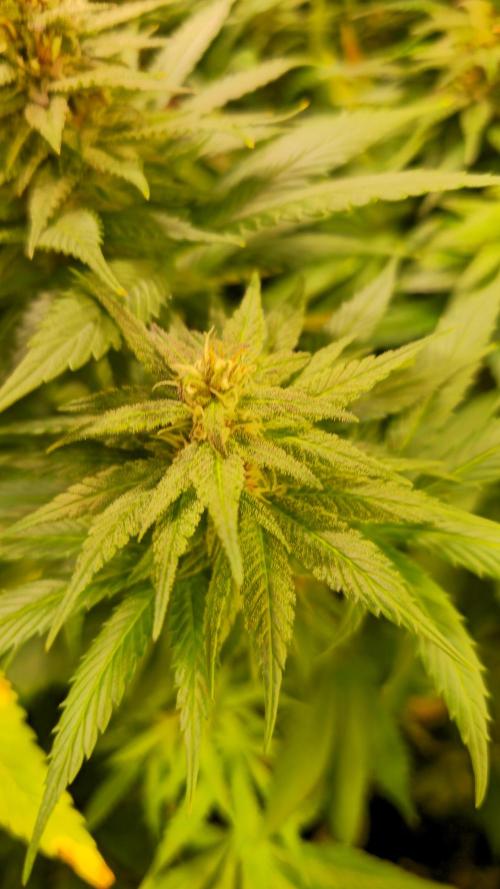 Strawberry Cola Sherbet. Week 11