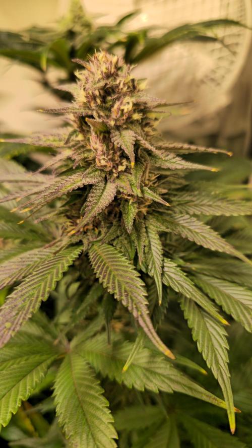 Strawberry Cola Sherbet. Week 11