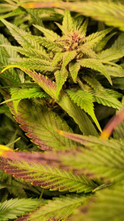 Strawberry Cola Sherbet. Week 11