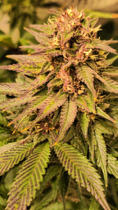 Strawberry Cola Sherbet. Week 11
