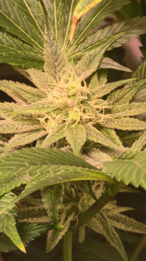 RS 11. Week 11