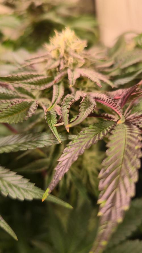 Guava Spritz. Week 11