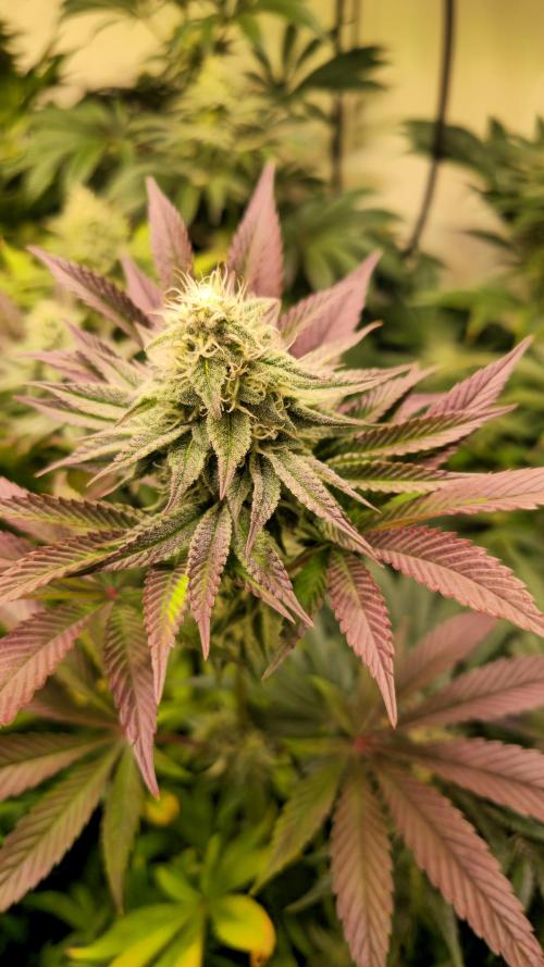 Guava Spritz. Week 11