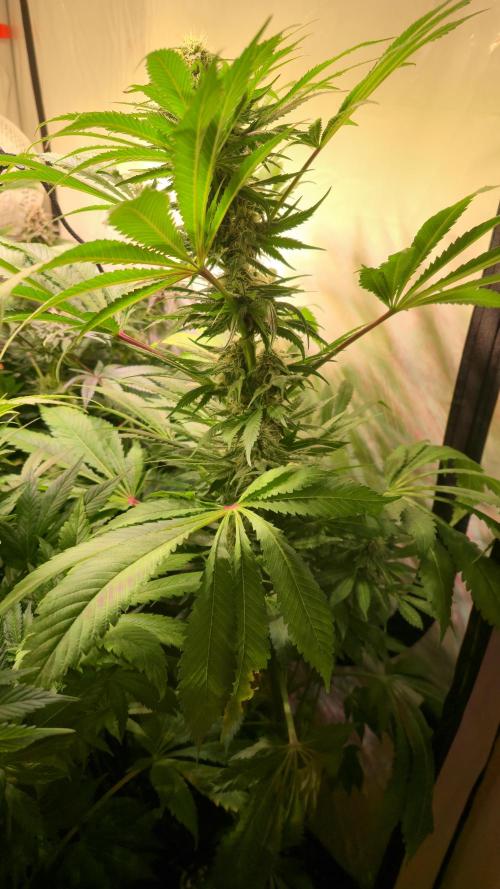 A.Moonrocks #3. Week 11
