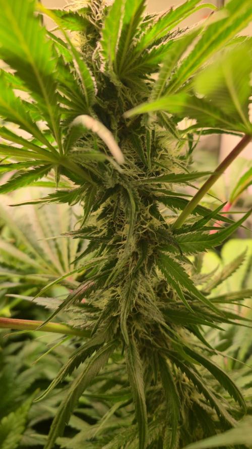 A.Moonrocks #3. Week 11