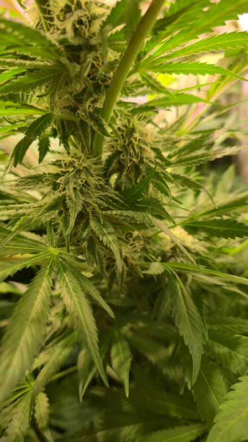 A.Moonrocks #3. Week 11