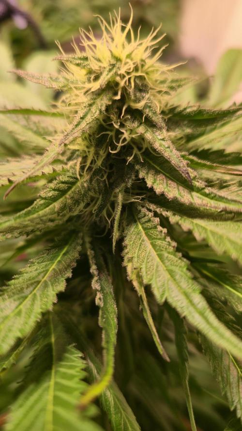 A.Moonrocks #3. Week 11