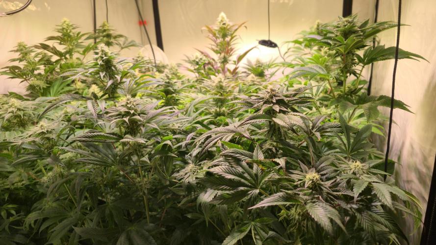Mimosa Cherry Kush. Week 11