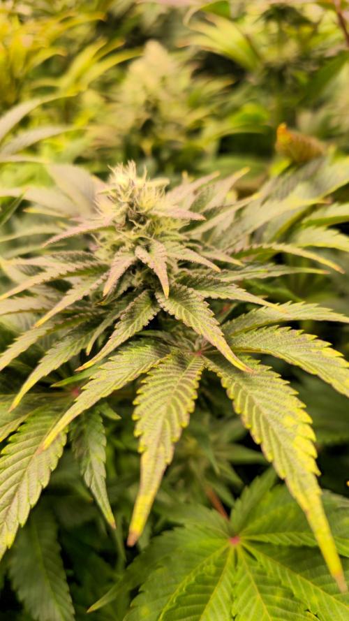 Mimosa Cherry Kush. Week 11