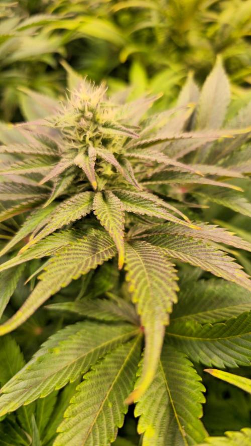 Mimosa Cherry Kush. Week 11