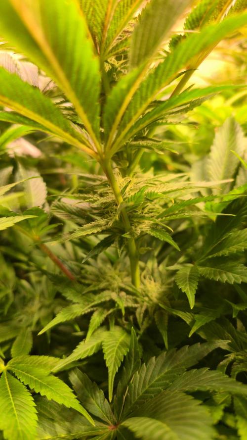 Mimosa Cherry Kush. Week 11