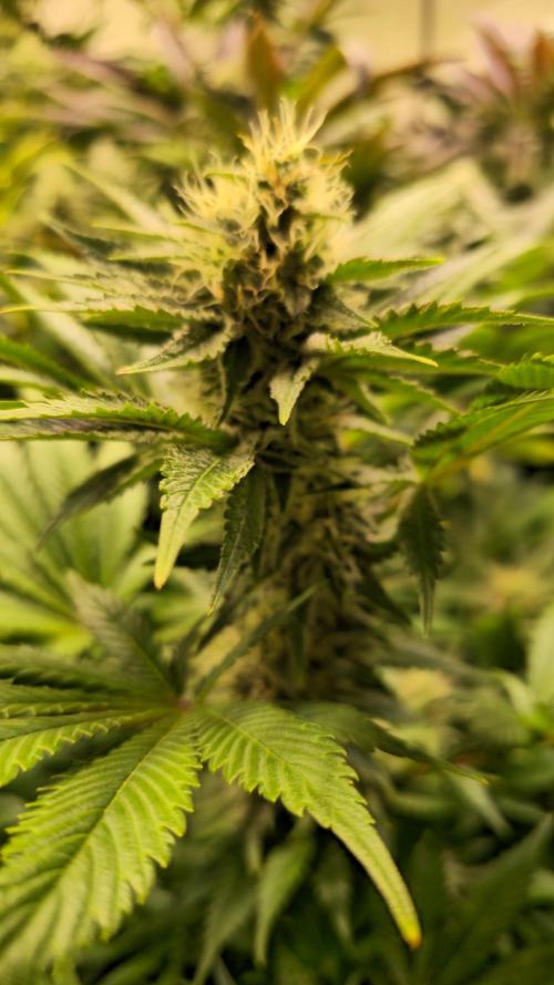 Permanent Marker. Week 11