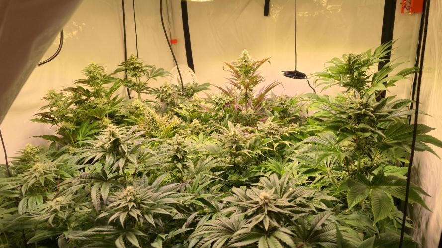 Biscotti Vanilla. Week 11