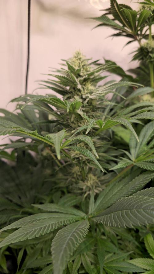 Biscotti Vanilla. Week 11