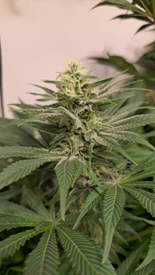 Biscotti Vanilla. Week 11
