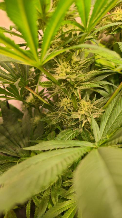 Biscotti Vanilla. Week 11
