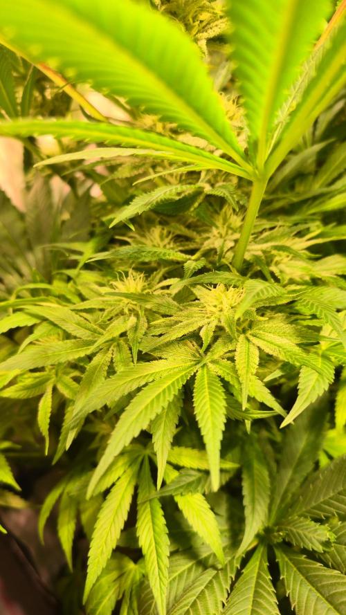 Biscotti Vanilla. Week 11
